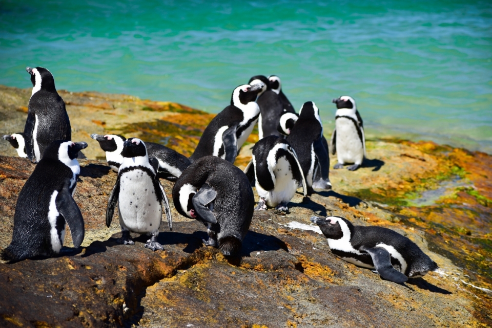 阳光蓝色大海礁石边黑白野生企鹅动物