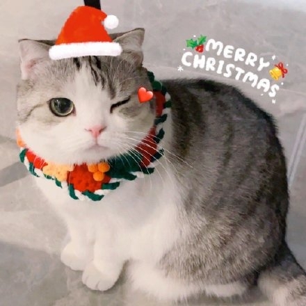 圣诞节猫咪写真图片
