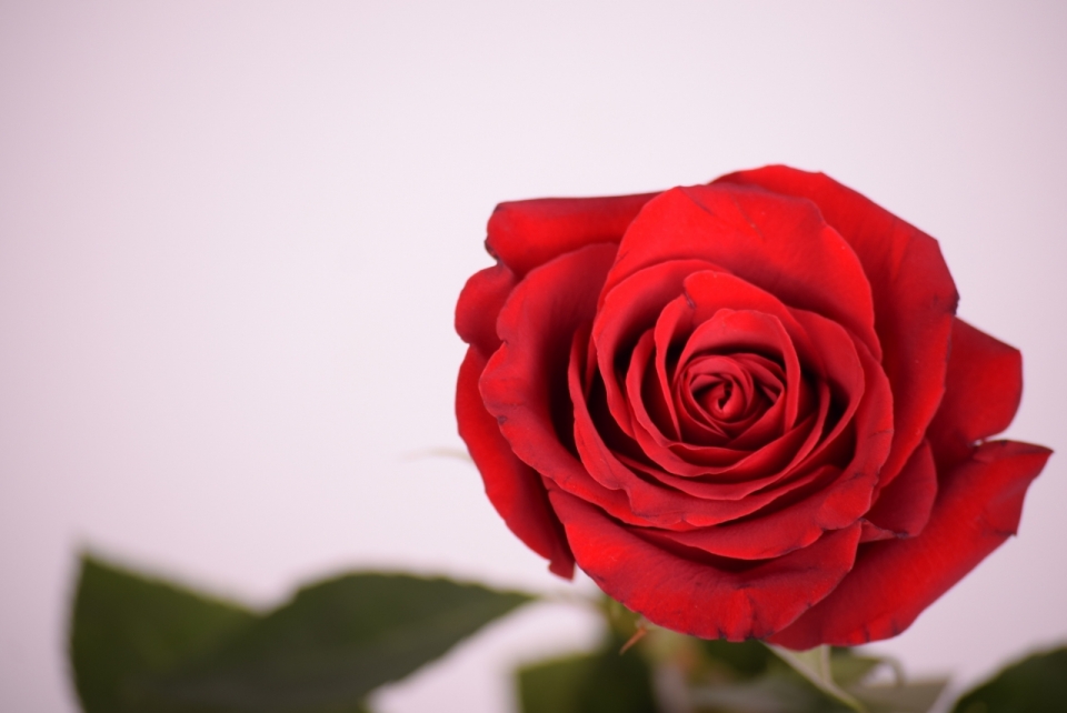 鲜艳红色玫瑰花植物高清特写