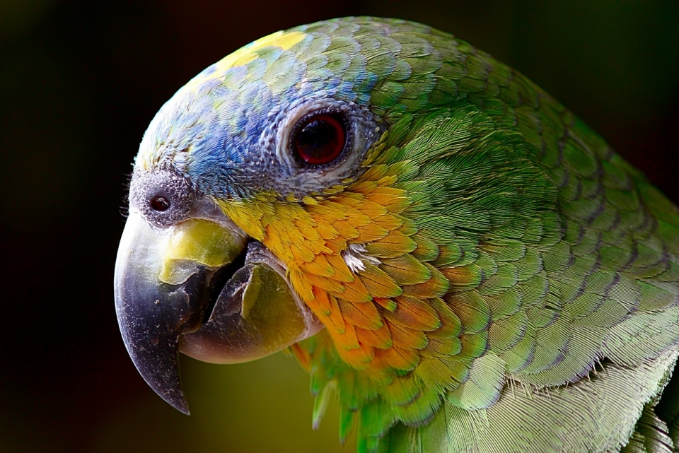 彩色羽毛的鹦鹉头部侧脸特写摄影