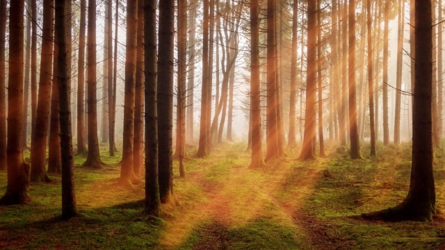 唯美自然环境树林里幽静的小路高清桌面壁纸