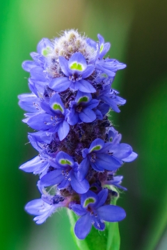户外自然紫色花朵绿色叶子植物
