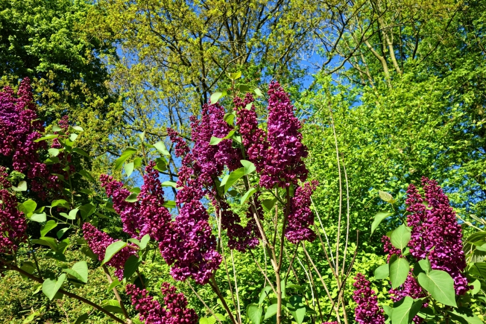 阳光蓝色天空自然树木树枝紫色花朵