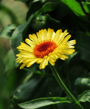 虚化背景户外自然黄色花朵绿色叶子植物