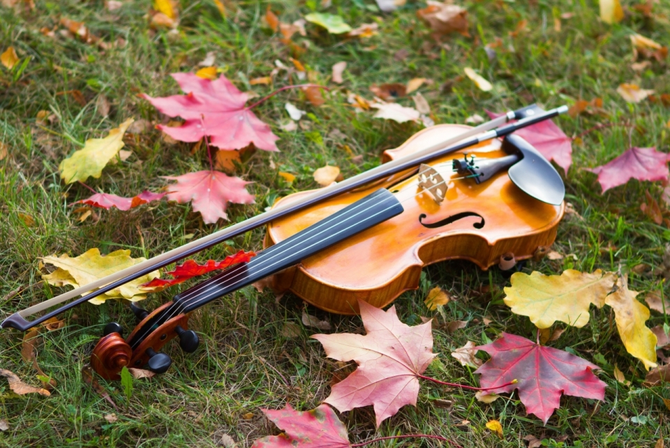 满是枫叶的草坪上放着的小提琴