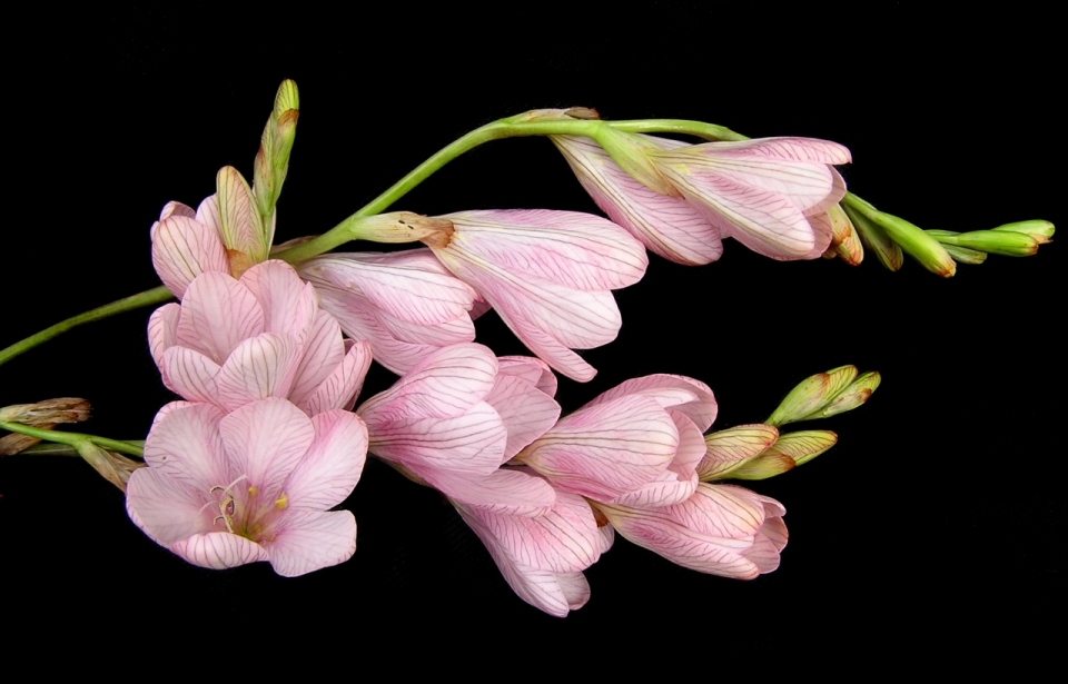 黑色背景粉色花卉盛开的鲜花