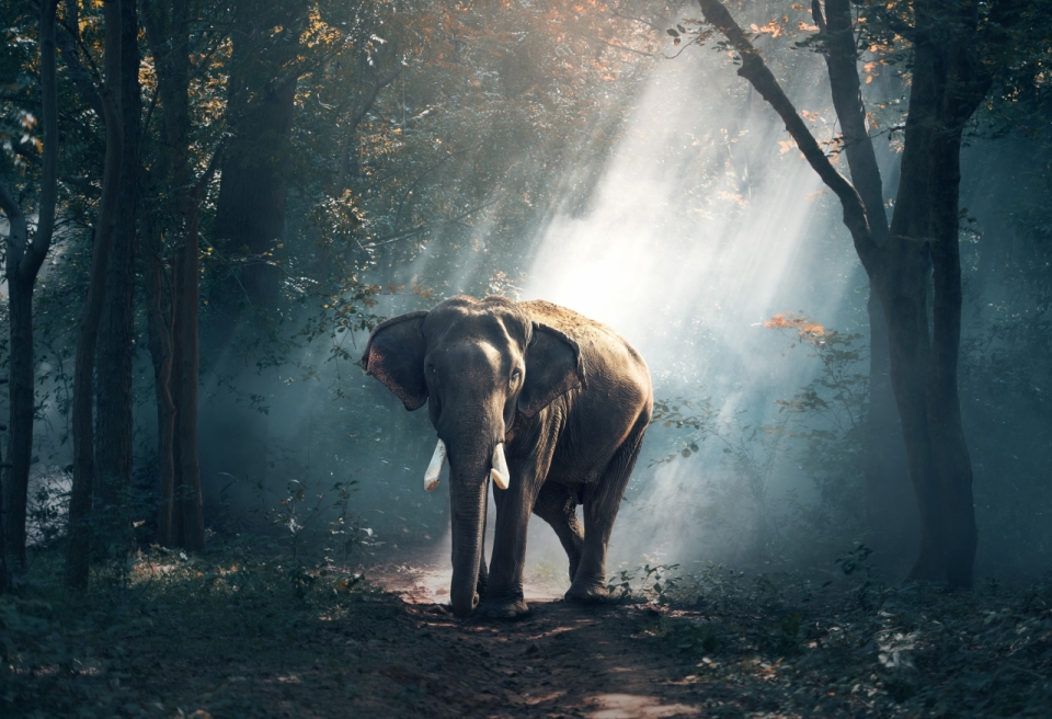 漫步在丛林中的大象高清摄影