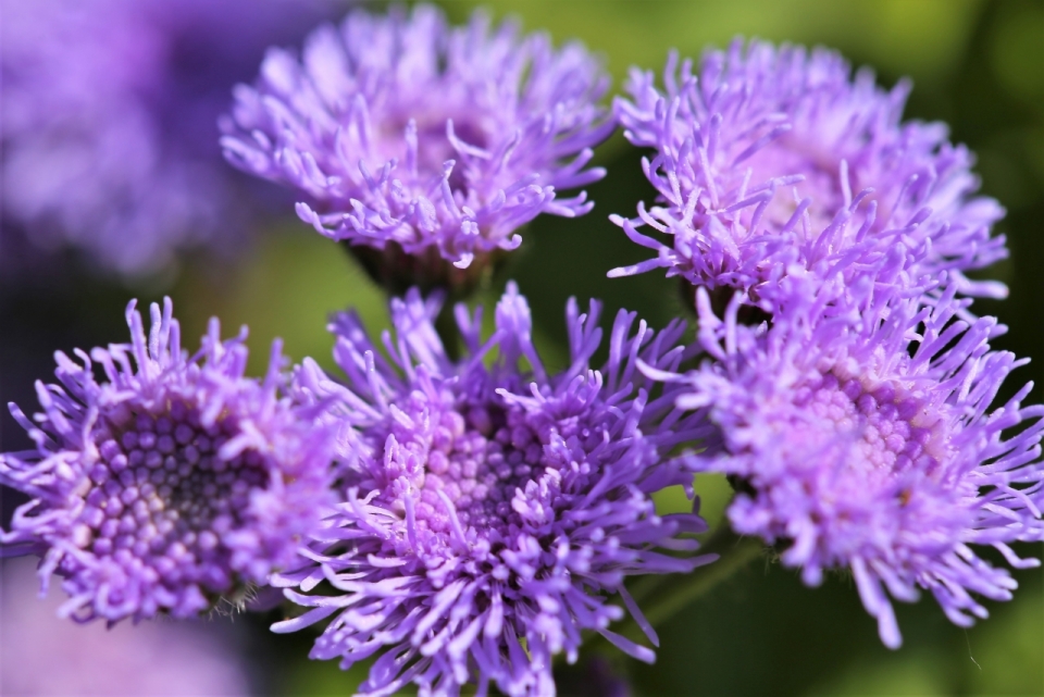野外草地盛开鲜艳紫色花朵植物