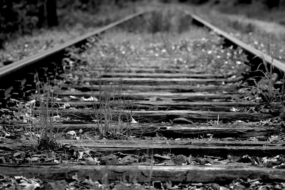 丛林深处废弃铁路轨道黑白相片照
