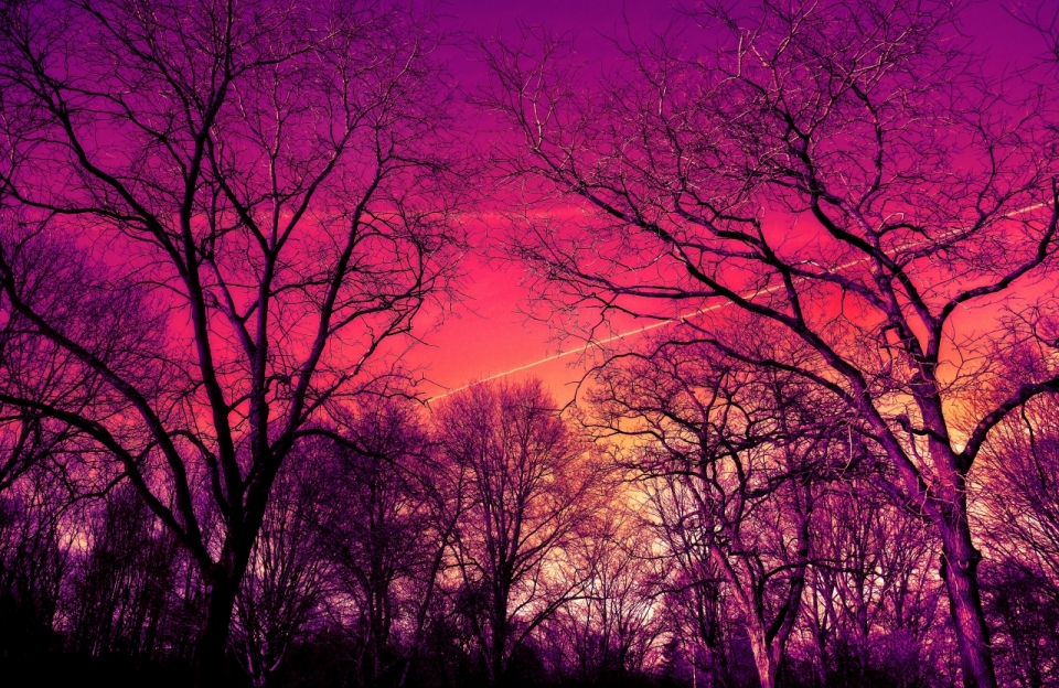 摄影技巧_郊外枯树林紫红色滤镜光线美拍