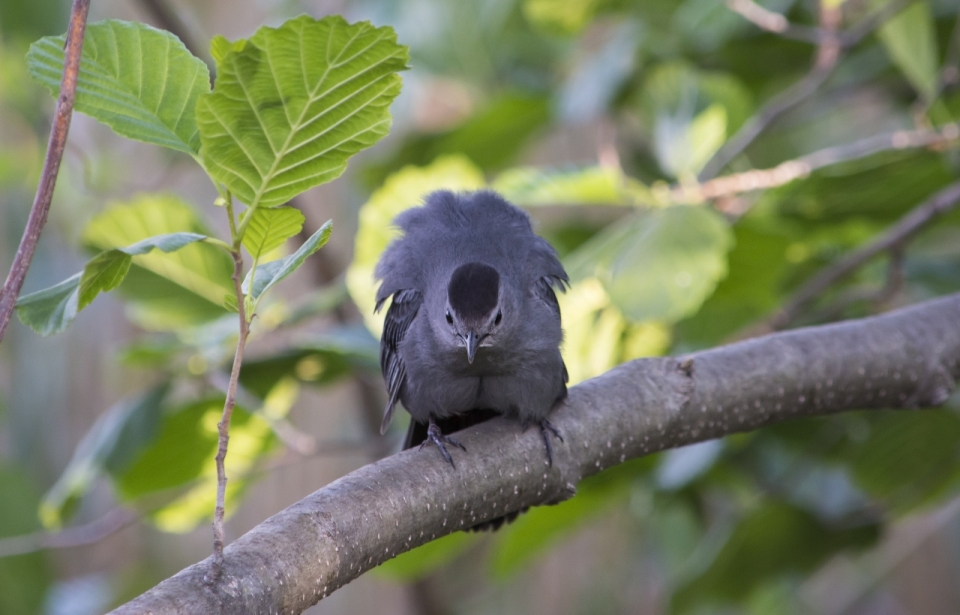 虚化背景自然户外树木树枝灰色鸟类动物