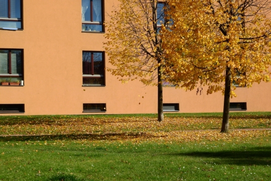 秋天城市公园建筑前落叶的树木