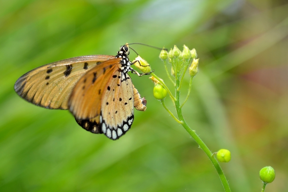 停在花骨朵上的斑珍蝶昆虫摄影