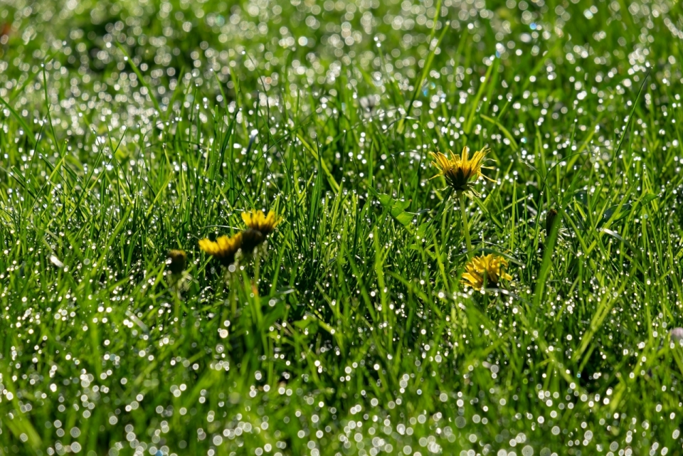 小清新户外自然绿色草坪黄色花朵植物