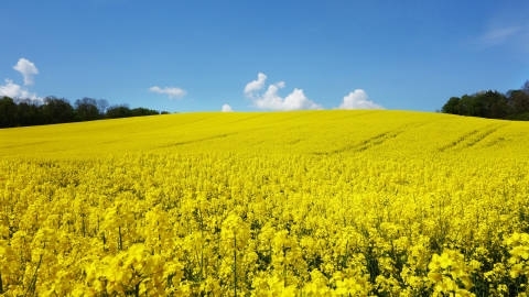 自然风光农场农田漫山遍野油菜花高清桌面壁纸
