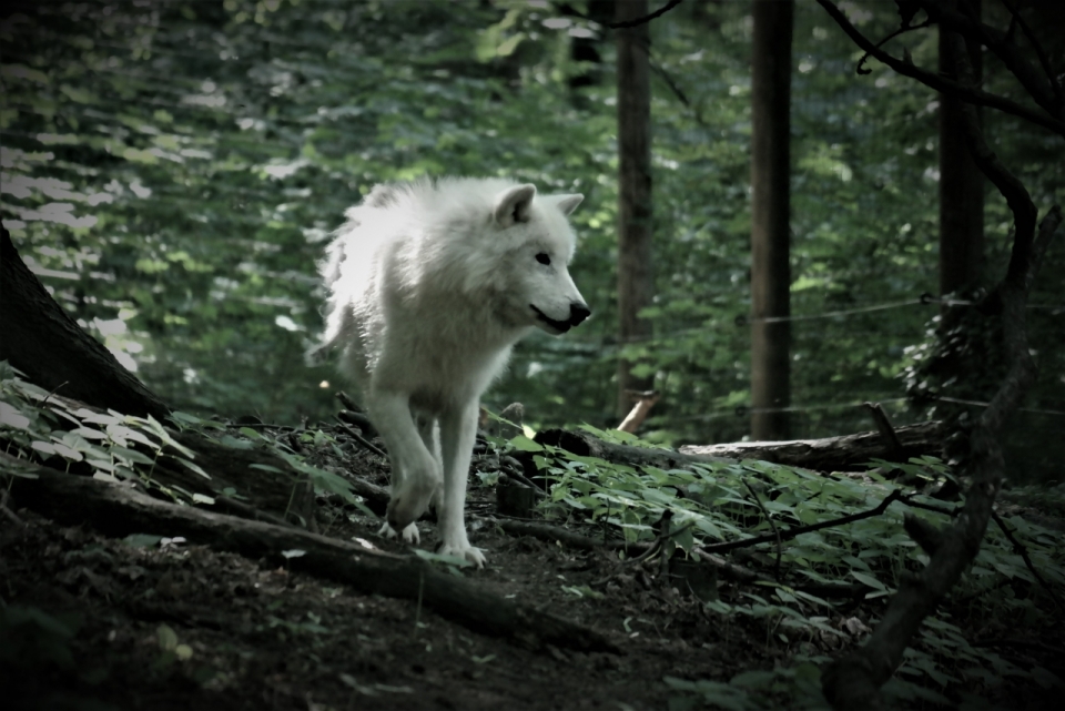 自然绿色森林白色野生狐狸犬科动物