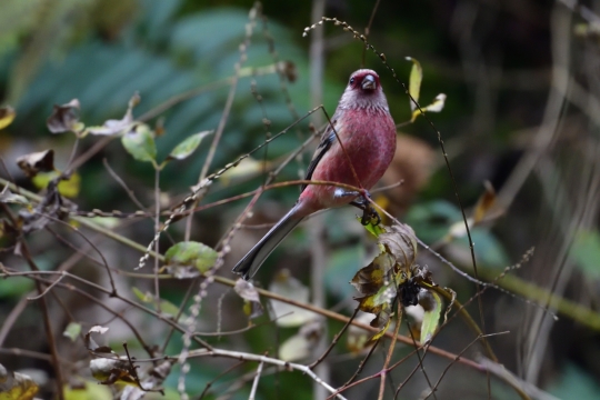 户外自然树木树枝红色野生鸟类动物