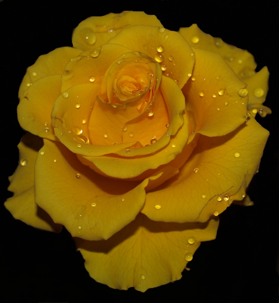 黄色娇艳花朵花瓣水滴微距拍摄