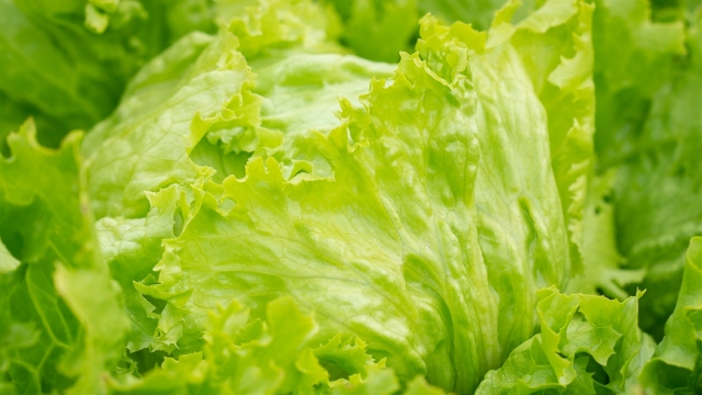绿色新鲜的生菜高清桌面壁纸