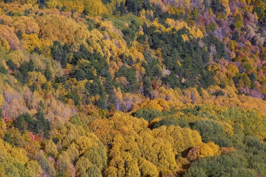 秋季森林金黄色树叶外景风光