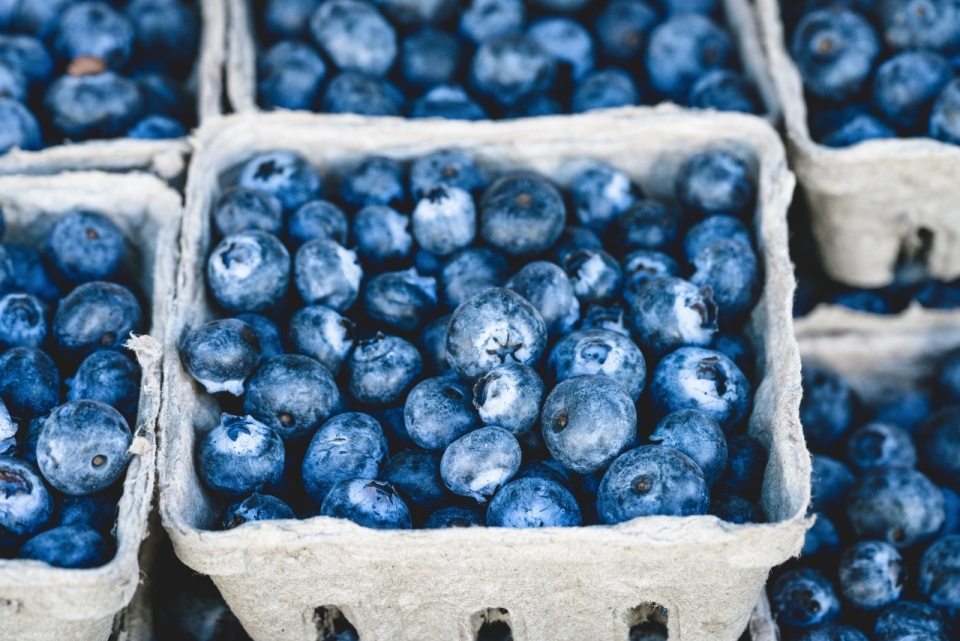 造型各异的蓝莓近距摄影