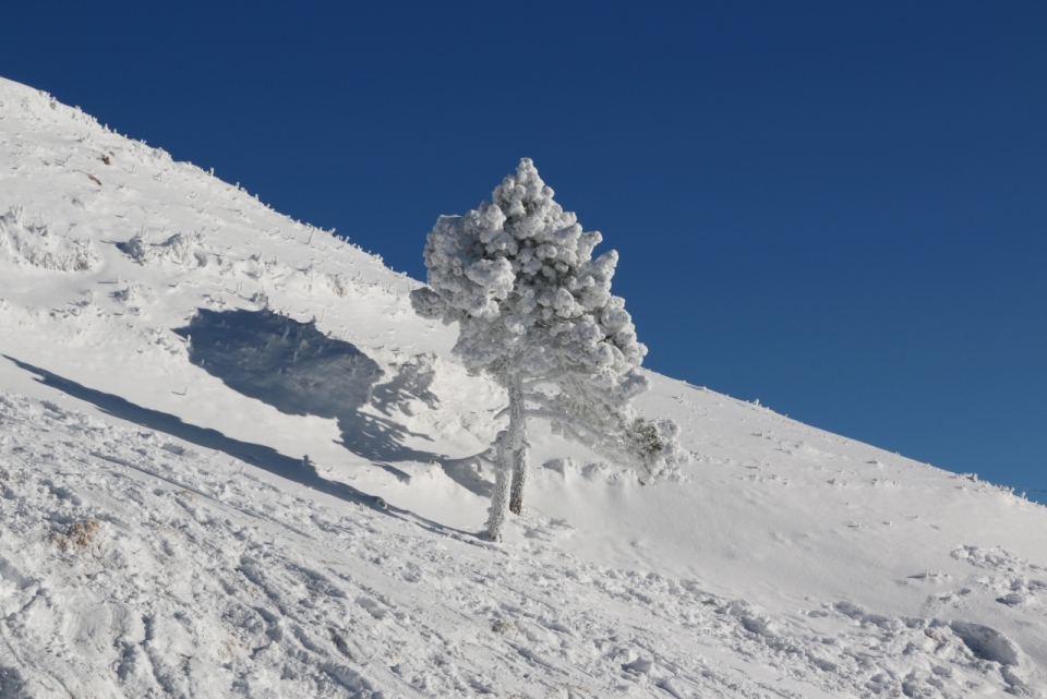 冬日雪山上矗立积雪覆盖树木植物