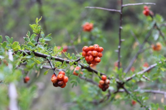 背景虚化树上新鲜成熟的山楂摄影
