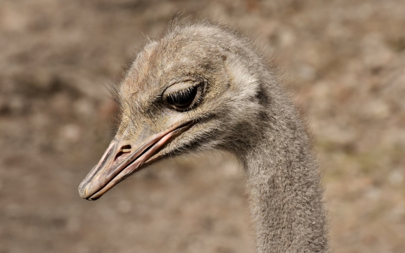 虚化背景户外野生鸵鸟动物面部特写
