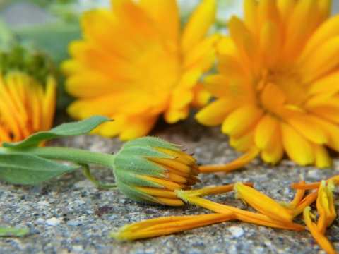 散落在石头上的菊花特写