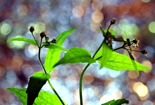 摄影技术_精美绿植背景虚化拍摄技巧