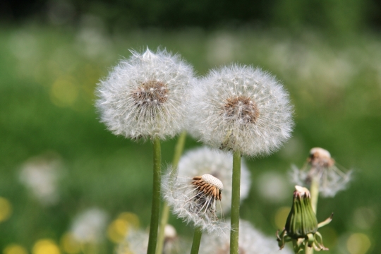 户外自然绿色枝干白色蒲公英植物