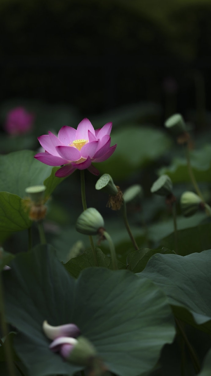 唯美清新绿色植物写真