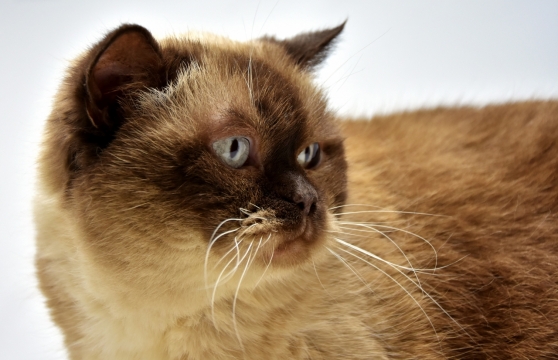 白色背景黄色眼睛可爱宠物猫