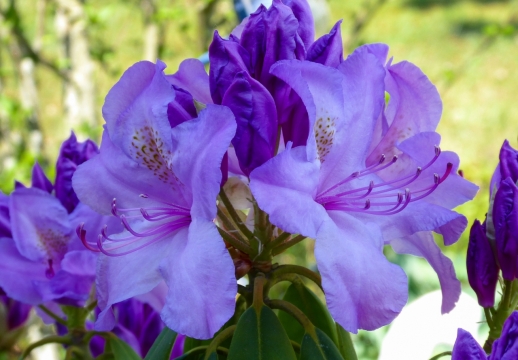 阳光自然户外紫色花朵绿色叶子植物