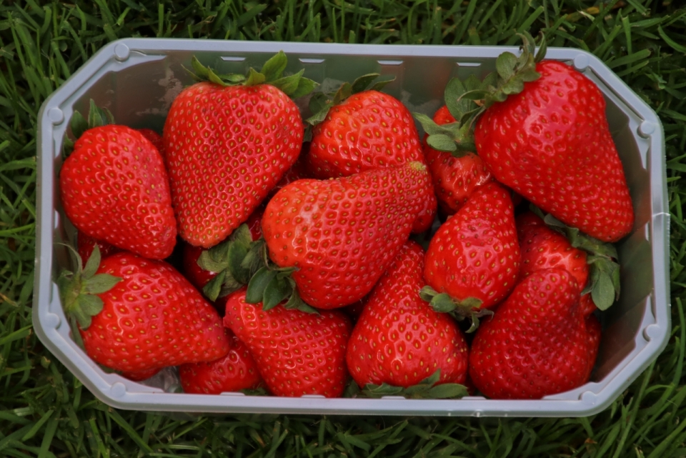 简约餐盒采摘新鲜草莓水果美食