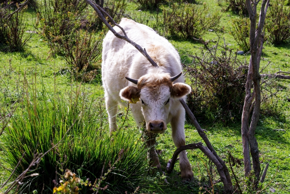 灌木丛间低头吃草的白色小牛