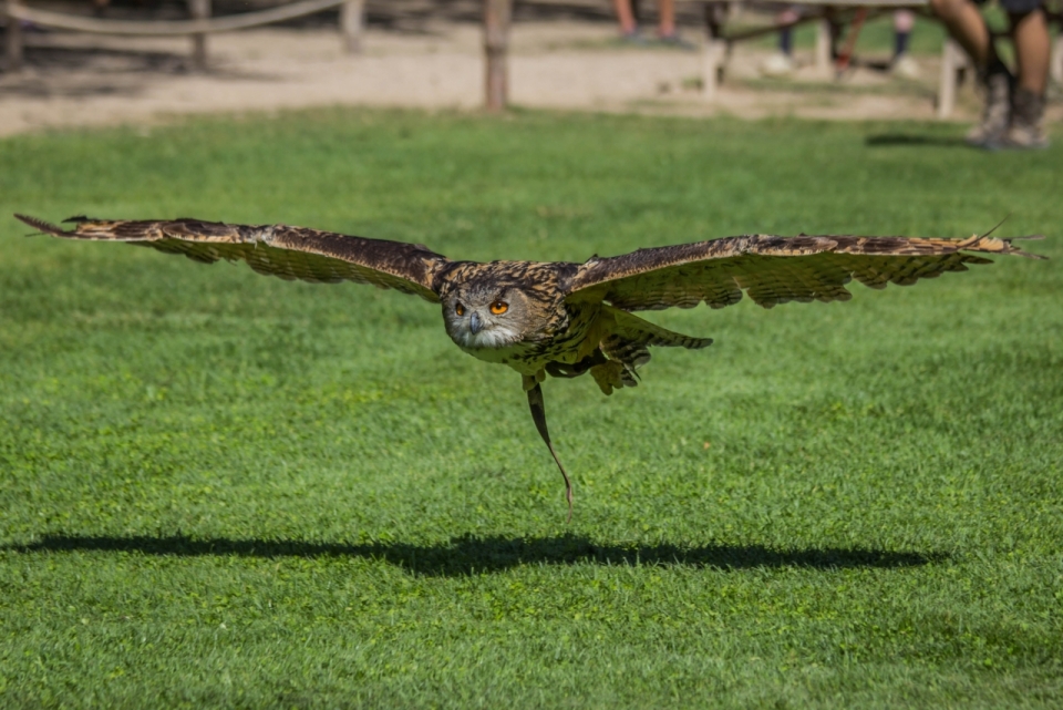 碧绿草坪上低空滑翔猫头鹰鸟类