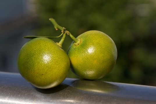 阳光下背景虚化铁栏杆上的橘子