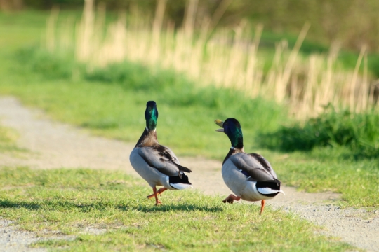 阳光郊外小路散步野生鸭子动物