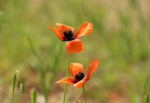 户外自然红色花朵绿色枝叶植物