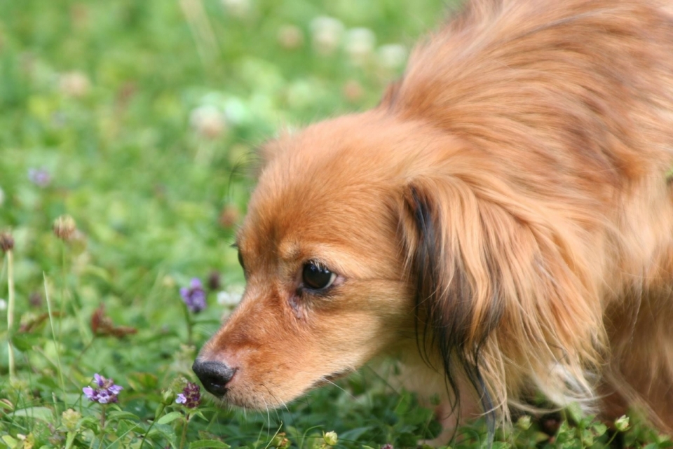 户外自然绿色草坪可爱棕色宠物狗