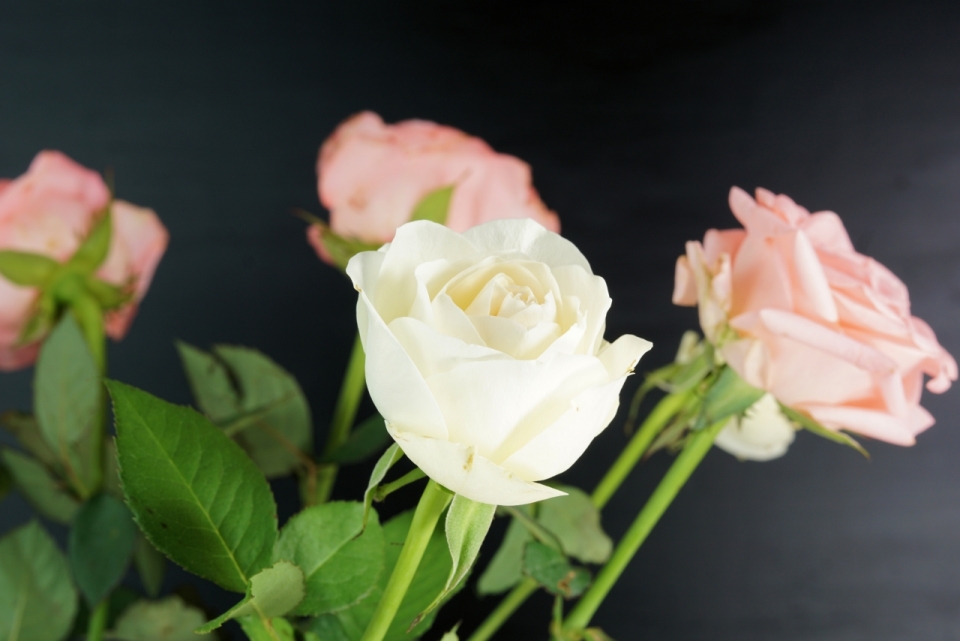 唯美浪漫的白玫瑰粉色玫瑰高清摄影