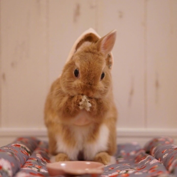 小兔子高清写真图片