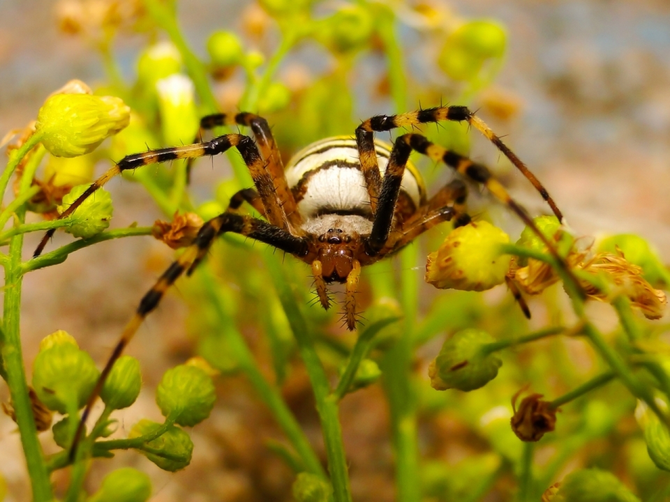 草丛间隐藏巨大蜘蛛动物特写