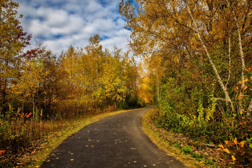 秋季丛林小道铺满金黄色落叶风光