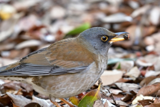 自然森林落叶地面寻果实野生鸟类动物