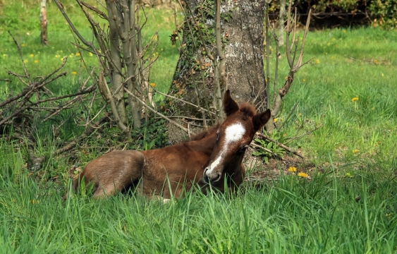 户外自然绿色草坪棕色马动物