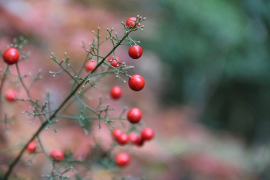 户外自然绿色枝叶植物上红色果实