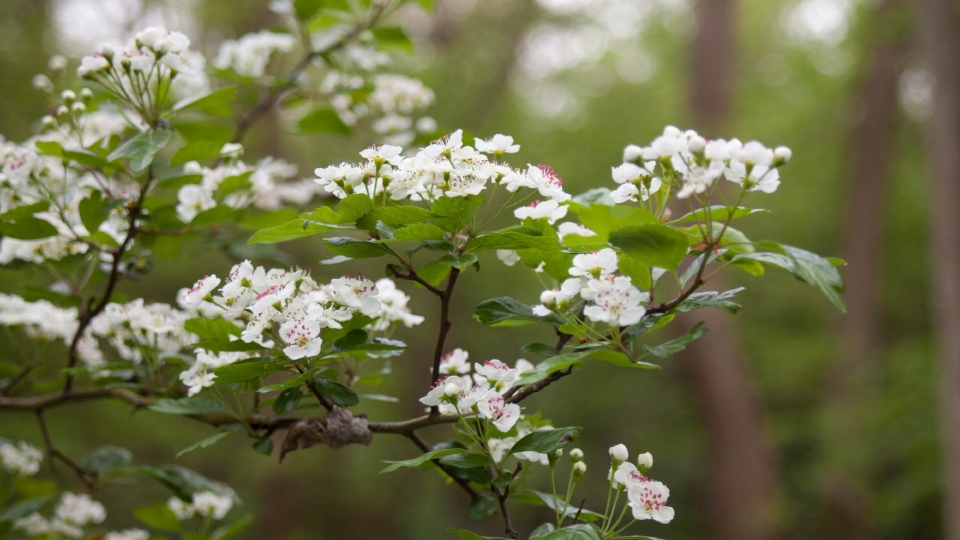 山楂花高清桌面壁纸