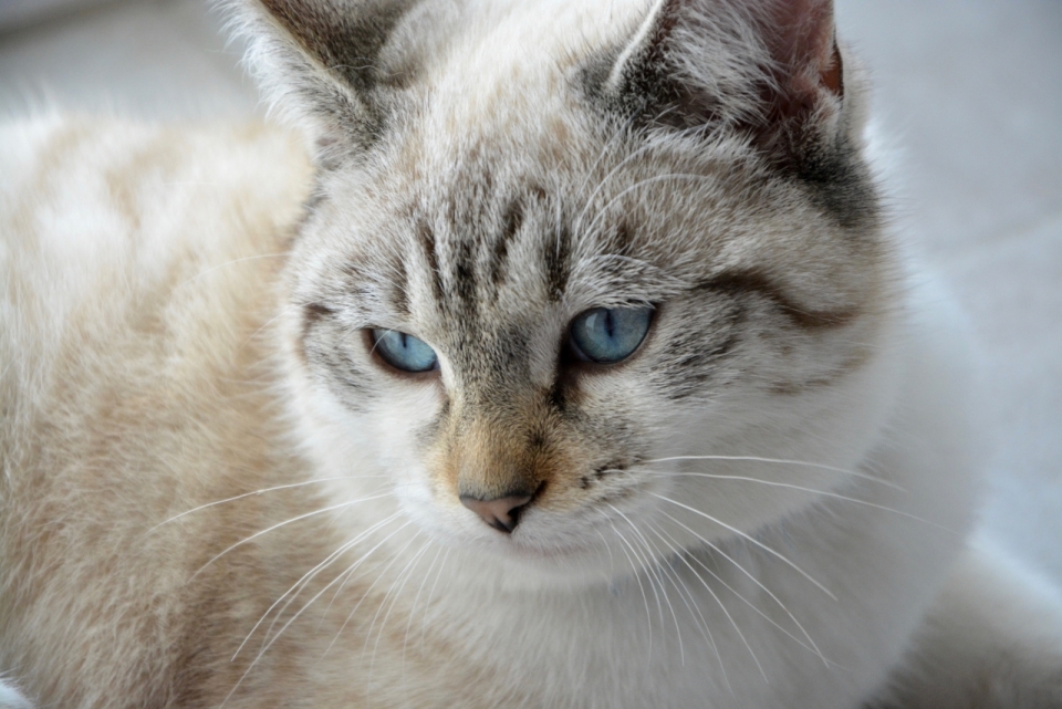 灰黄白的可爱小胖猫脸部特写